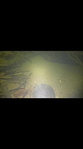 Nembak ikan mahser | Bang Tor Fishing