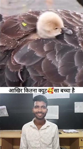 Animals Cute Video💞🥰 | Me Prince #viral #shorts #feed #video #meprince