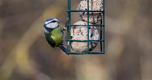 Lo spuntino della Cinciarella e l'importanza del birdgardening (Immagini girate in slow motion - rallentate di 8 volte ) Ormai è arrivato il freddo, anche se alternato ancora a qualche giornata più tiepida, gli uccellini hanno un metabolismo molto veloce e hanno quindi bisogno di mangiare tanto e soprattutto molte calorie per proteggersi dal freddo. Vorrei fare un invito a tutti, chiunque ne ha le possibilità di fare quel che può per aiutare gli uccellini dai rigori invernali. Il birdgardening (