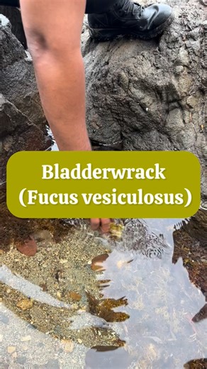 ✊🏿👸🏾🌿A powerful ingredient in the women’s I AM HER supplement is Bladderwrack (Fucus vesiculosus)! A type of seaweed Bladderwrack is rich in iodine, a key element that enhances thyroid function, thereby regulating metabolism and potentially boosting energy levels and overall well-being. In addition to its iodine content, bladderwrack is a valuable source of essential minerals such as calcium, magnesium, potassium, zinc, iron, and manganese, which collectively support the nervous system’s pro