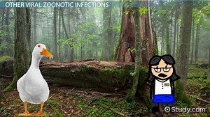 Viral Zoonotic Infections