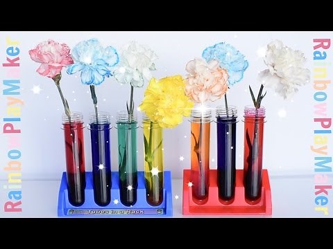 CARNATIONS RAINBOW COLOR CHANGING ♥ DIY SCIENCE EXPERIMENT ♥ Simple & Fun