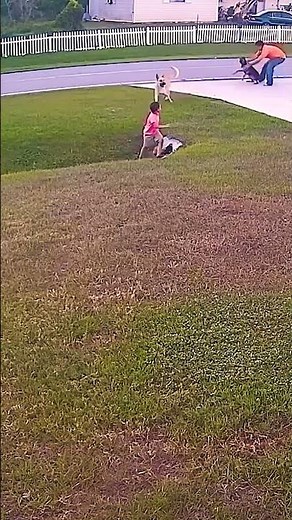 The heroic german shephard who saved the kid from another dog #germanshepherd #rescue #kids