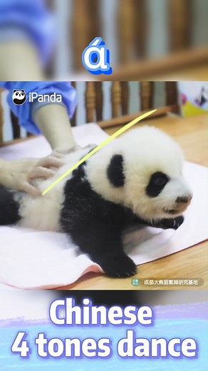 10K views · 1K reactions | Have you heard of the Chinese 4 tones, the first step of learning Chinese? The panda dancers are learning them via these cute moves! Come to join the Chinese 4 tones dance with them on TikTok! Click the link to dance with them! https://vm.tiktok.com/ZTRmRFjsE/ #4tones4dance #HiPanda #PandaMoment #BestJobInTheWorld | iPanda | Facebook