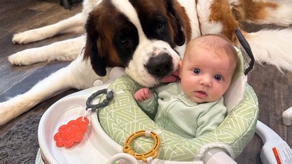 Watch this little girl growing up with two Saint Bernards