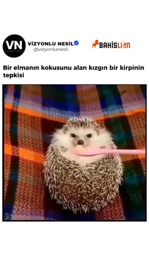 Vizyonlunesil Vizyon on Instagram: "Bir kirpinin elma kokusuna tepki gösterdiği kısa bir video, şaşırtıcı derecede yoğun davranışı nedeniyle viral oldu. Kirpi merak göstermek yerine kıvrılıyor ve gözle görülür şekilde rahatsız görünüyor; bu da meyvenin keskin, asitli kokusunun son derece hassas burnu için bunaltıcı olabileceğini düşündürüyor. Kirpiler hayatta kalmak için büyük ölçüde kokuya güvenirler, bu nedenle insanlara zararsız görünen günlük kokular bile onlarda savunma içgüdülerini tetikle