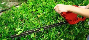 How to Shape Hedges:  A Guide | DoItYourself.com