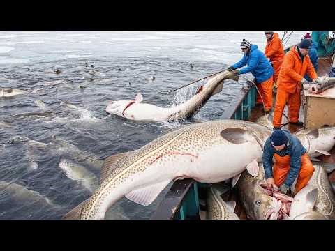 Monster Haul in the Arctic: 50 Tons of Cod vs. Atlantic Viking's High-Tech Power!