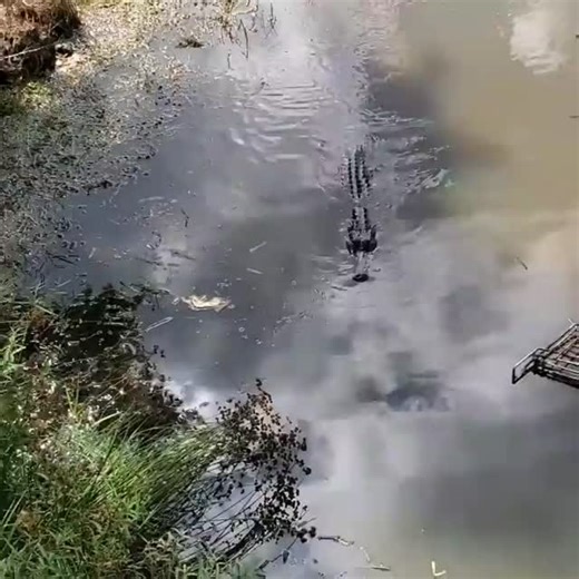 ElectricTIPS on Instagram: "Gator and Electric Yamaha Blaster. The Blasters are for sale starting at $4500. #ElectricKING"