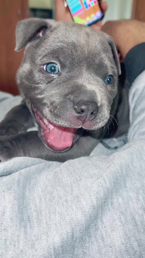 🐶🥰 #americanbullyofficial #americanbully #dogsoftiktok #puppytiktok #babykimbo #bully #americanbullyblu #bullylove #bullylovers #bullysoftiktok #puppy #parati #foryou #foryoupage #animallovers #bullyblue #mascotastiktok #petsoftiktok #mybully