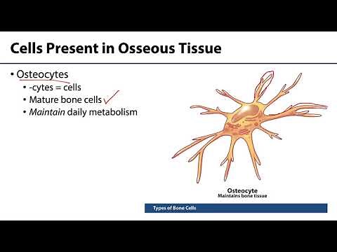 MSK Skeletal System Basics - Bone Cells