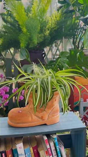 Never enough of the green curled-leaf spider plant,all grown from little seedlings.#balconygarden🪴🎄🌵