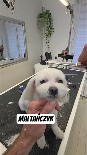 krótka fryzura dla maltańczyka , starczy na dłużej 😉 #groomer