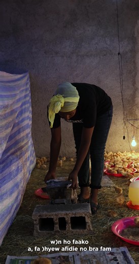 Welcome to the PPL Poultry Care Series! 🌟 Tip 5: Temperature is vital for your chicks’ growth, comfort, and overall well-being. Learn how maintaining the right brooding temperature, monitoring heat sources consistently, and making gradual adjustments ensures healthy development, reduces stress, and supports a strong, thriving flock. Subscribe to our channel [https://www.youtube.com/@Premier-Poultry-Ltd] for more practical insights to achieve the best results in your poultry farming journey. #pp