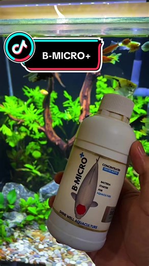 Bakteri starter itu penting ya buat setup awal aquarium. Pakai nih produk dari B-MICRO #aquascape #bmicroplus
