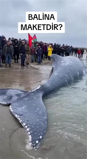 Reklamlar (@reklam_merkezi)’s videos with original sound - Reklamlar