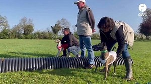 VIDÉO. Une course insolite de chiens lévriers en Loire-Atlantique