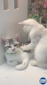 31M views · 2.5M reactions | Your fast way to all things China! | China Daily | Facebook