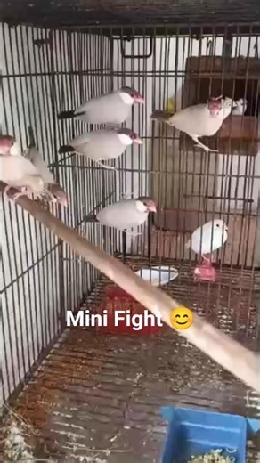 Fawan Java beautiful birds . . . . . . . #youtube shorts #fawn #java #dark patterns #javasparrow