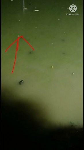 snake।। frog🐸।mendhak।rain सांप ने मेढ़क को कैसे अपना निवाला बनाया#shorts#youtubeshorts#trending