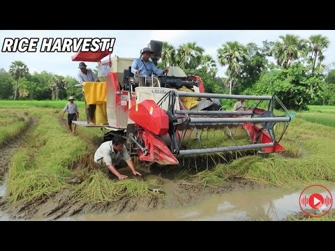 Incredible Paddy Harvest Working a Combine Harvester in Deep Mud & Water #comb farm #harvester