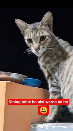 dinig table ho to aisi warna na ho #cat #cat #kitten #cute #funny