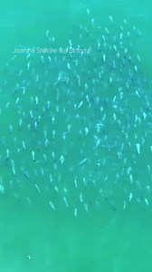 10K views · 235 reactions | A drone filming off the coast of Long Island captured a large school of bluefish making its way north. https://abc7ny.com/large-of-school-bluefish-long-island-video-coast/13348399/ | ABC7NY | Facebook
