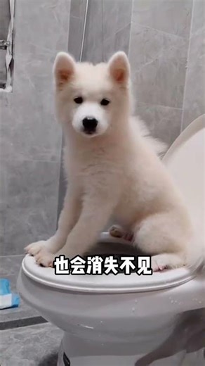 Boost Your Dog's Health with Iodophor in Bath Water - A Must-Try for New Dog Owners