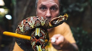 463K views · 5.7K reactions | Handling venomous snakes! Stunning Leucistic monocled cobra, African puff adder, gaboon viper, rhino viper and more! #brianbarczyk #venomous #snakes | Brian Barczyk | Facebook