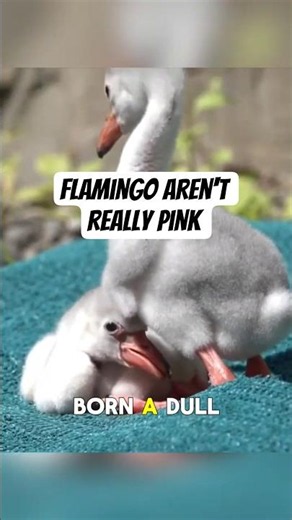 Why Flamingos Aren't Actually Pink 🦩