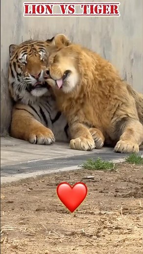 Lion and Tiger love 😳🤭