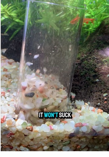 Effortless Water Changes with a Gravel Cleaner