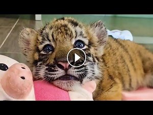 CUTEST Baby Tiger Videos That You Have To See #Video