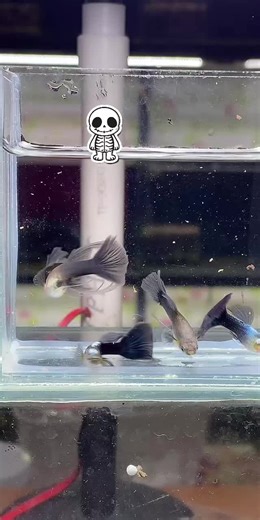 #tiktoklive #livehighlights #7mauzuize #guppy #guppyfish cá lỏ ae ơi 😁😁mại zô mại zô 30