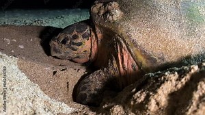 Aquatic Hawksbill turtle laying eggs wildlife animal ocean habitat tourism destination uae wonderful nature amazing Qatar travel experience baby eagle turtle seaside beach summer season swimming