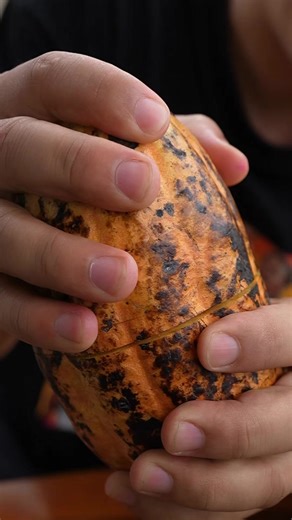 Hướng dẫn làm socola từ hạt cacao tươi