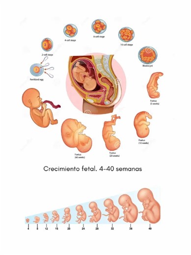 Embriogenesis🫰🏻🤓 #embriogenesis #anatomía #enfermeria #medicina #embriologia