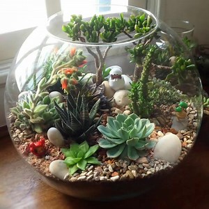724K views · 10K reactions | Succulents Ideas >> Cactus Garden << | Cactus Garden | Facebook