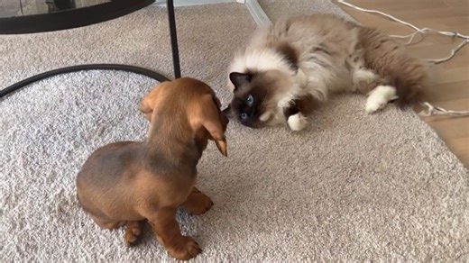 Cat and dog meet for the first time