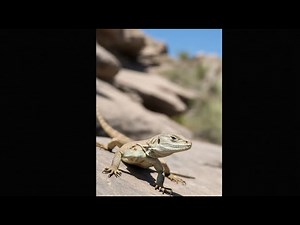 Giant lizard❤️️