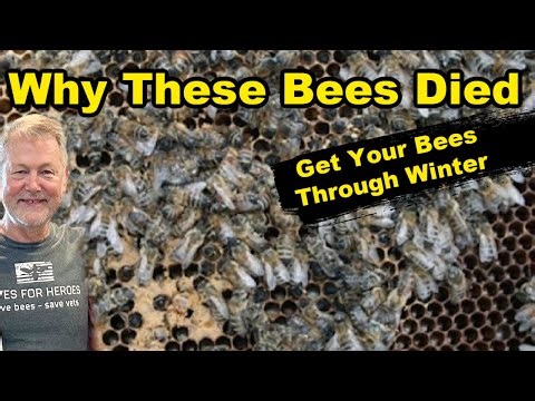 Beekeeping: What Are Your Bees Doing In Winter