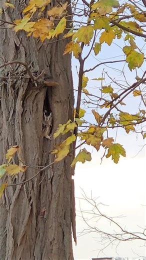 Look! An Owl Taking A Nap! (Eastern Screech Owl Gray Morph) #owl #shorts