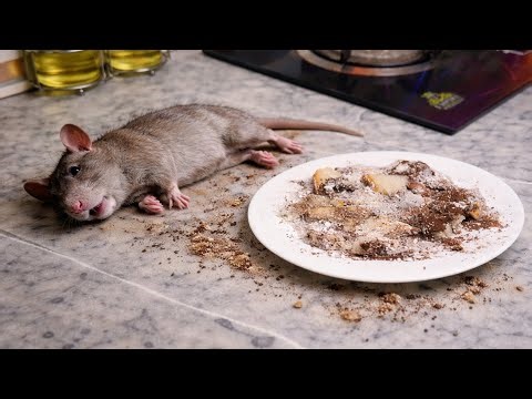 Rats Can't Resist This Bread Trick! Powerful DIY Rat Control