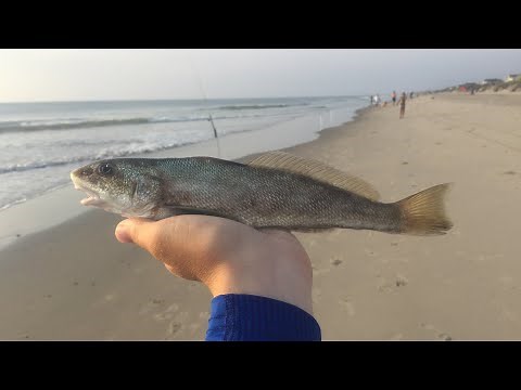 Surf Fishing The Outer Banks, North Carolina