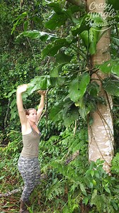 Rescued a Massive Wild Monstera – Bringing It Home! 🌿🏡🔥 #JungleLife #MonsteraRescue #OffGridLiving | Crazy jungle adventures