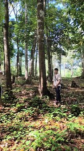 Laboratory of tree measurement Diameter breast height📏🌿🍃 #Pakahoykahoy | Hazer De Gracia