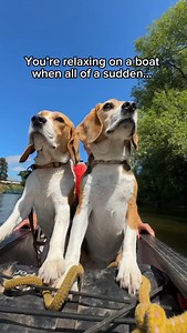 What would you do if you saw Kiki and Koko just passing by on a boat? 🛶 #dog #beagle #funnydog #dogsofinstagram #dogs #dogsofig | Beagles Kiki & Koko
