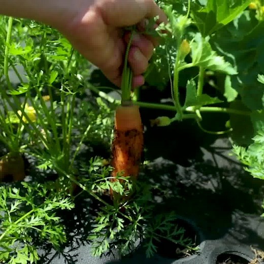 🌿 Grow farm-fresh food with the 1-minute garden that WON Shark Tank! 🌿 Meet Seedsheet, the innovative gardening kit that makes growing food RIDICULOUSLY easy. | Seedsheet