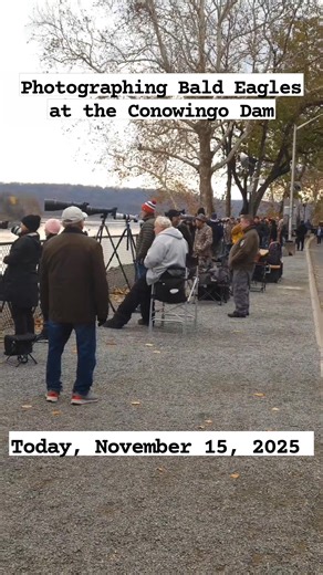 Photographing Bald Eagles at the Conowingo Dam, Maryland USA 🇺🇸 🇺🇸🇺🇸🦅🦅🦅 #netgeowildlife #eagle #wildlifephotography #canon #birds #Eagles #fyp #viralreels #jangkauan #fbpro #conowingodam #nature #netgeowildlife #wildlife #Conowingo #canonusa #fbreelsfypシ゚ #fbpro | Kang Ayi Sukmayadi