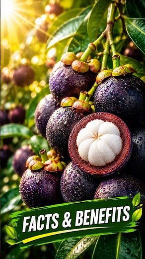 The Fruit Called “Nature’s Medicine” | Queen of Fruit | Mangosteen